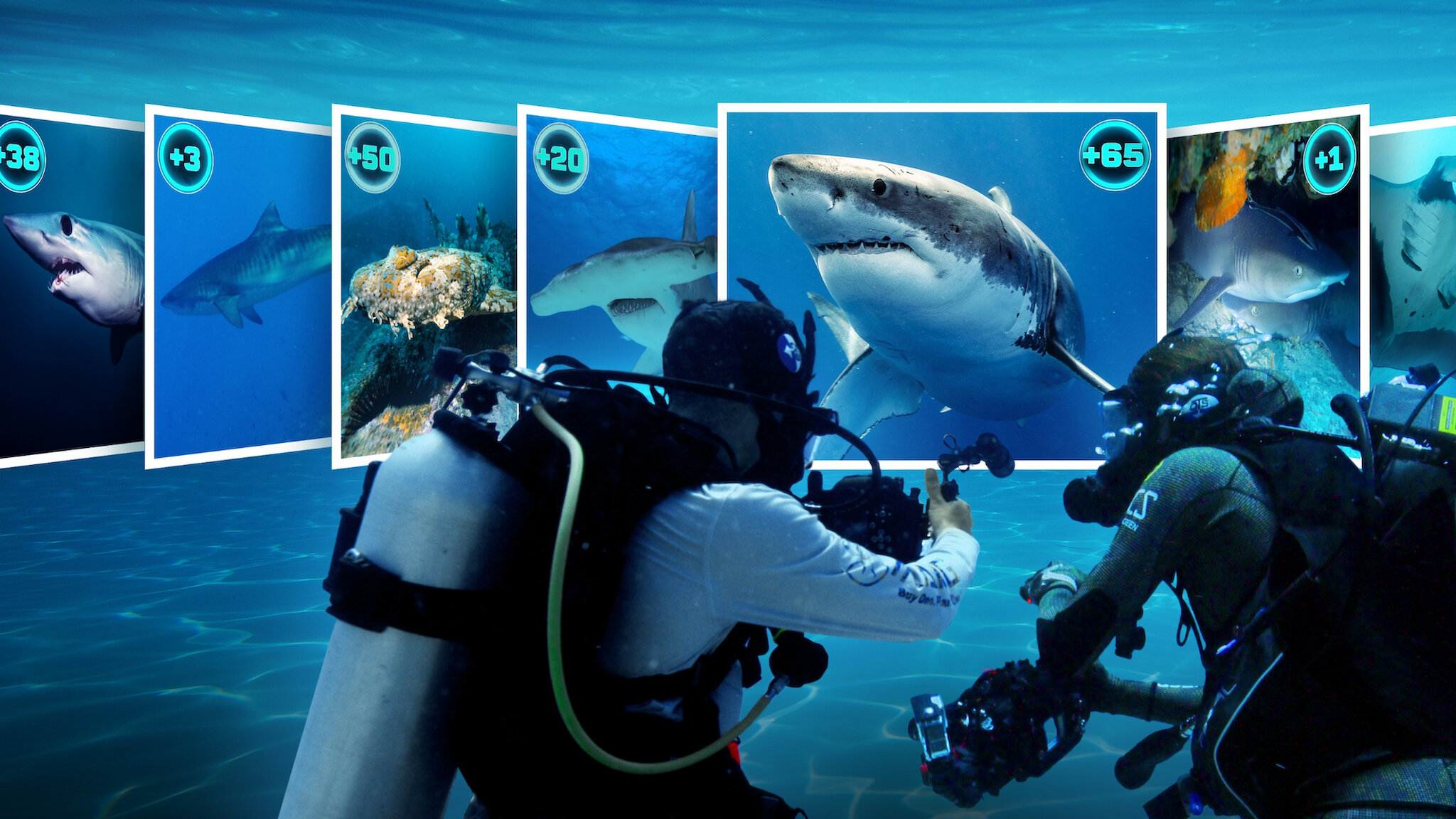 All the Sharks